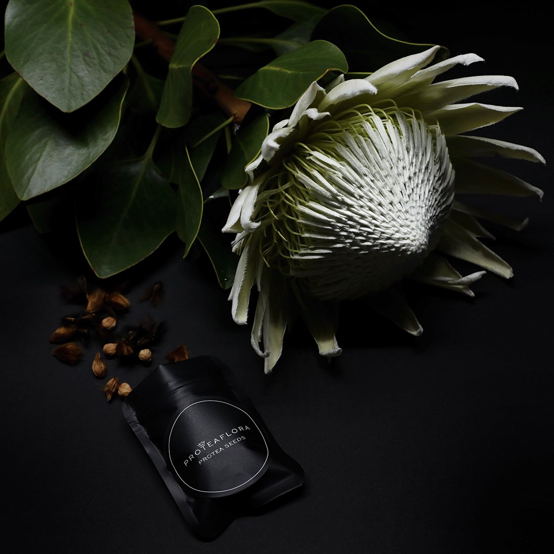 Protea Seeds from Proteaflora