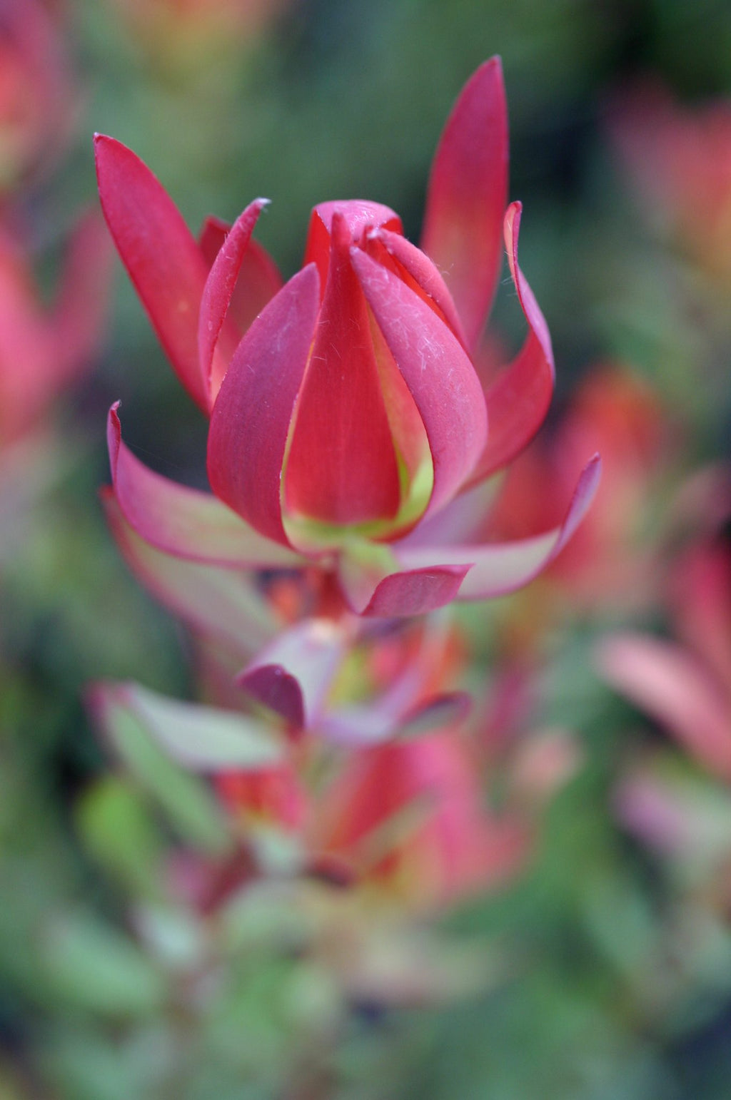 Leucadendron Amy
