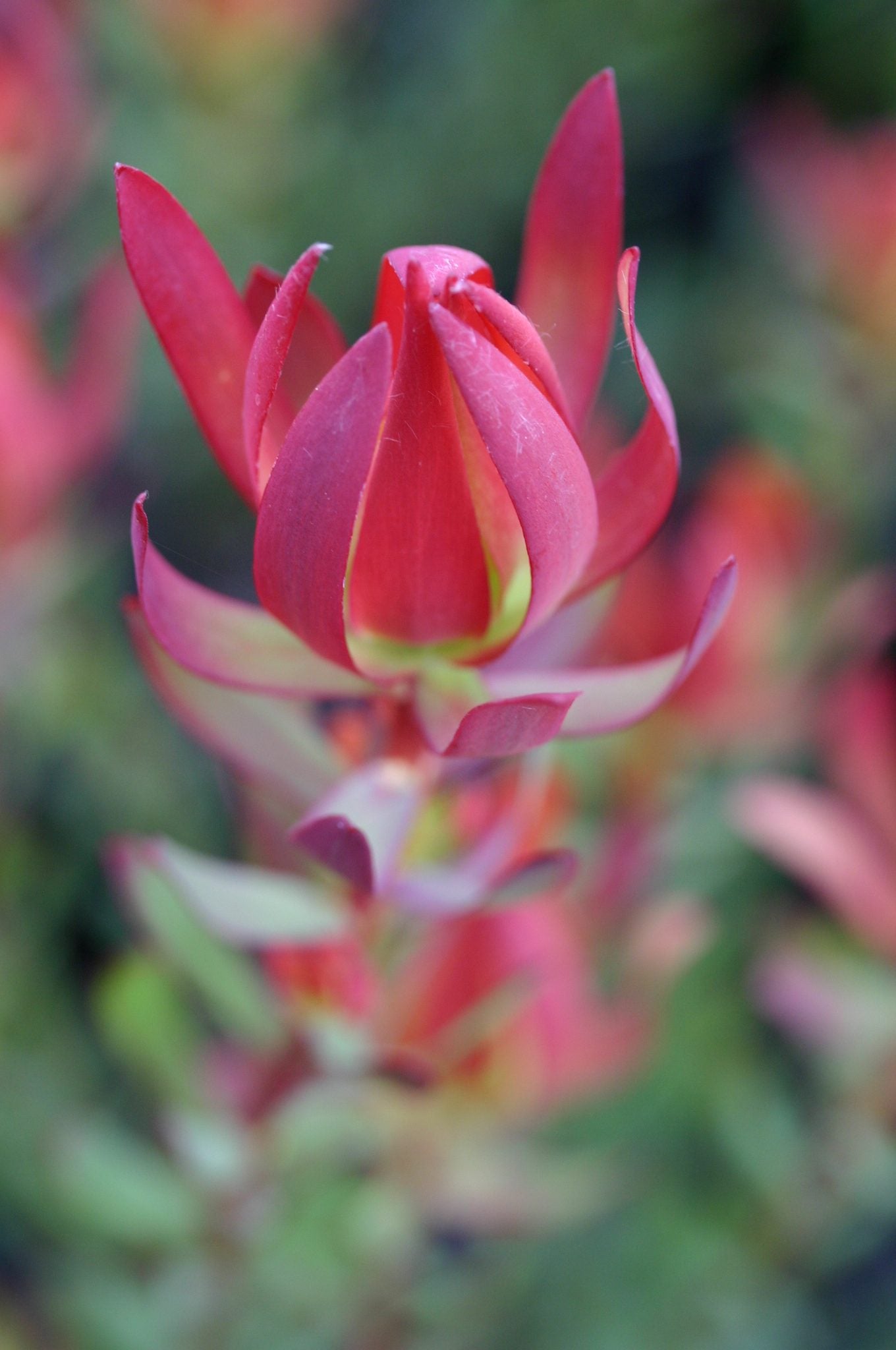 Leucadendron Amy