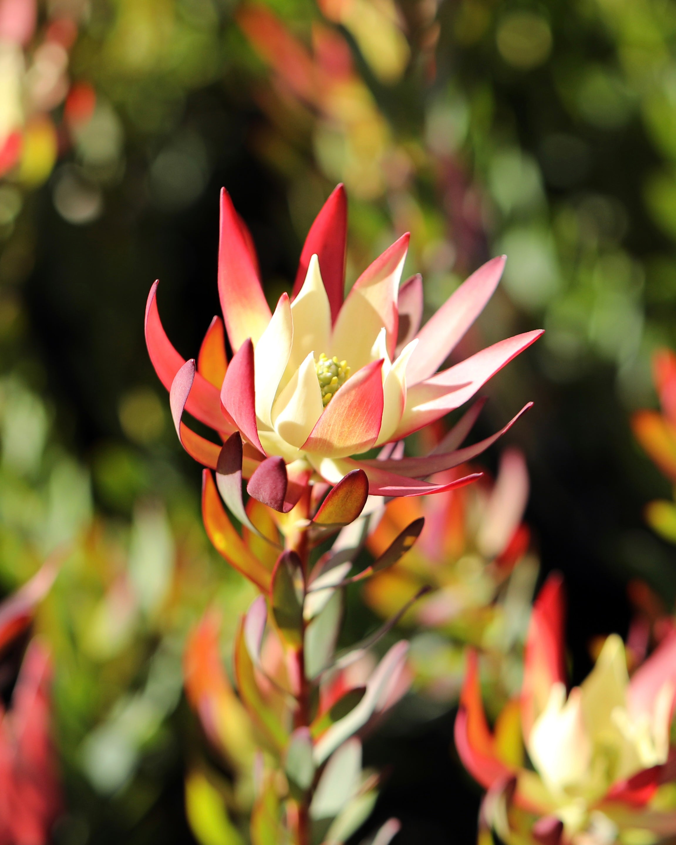 Leucadendron Amy