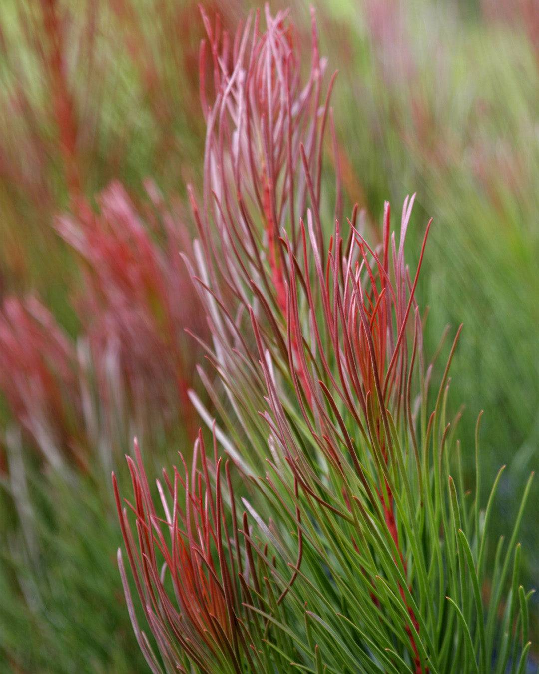 Aulax cancellata ‘Bronze Haze’