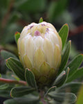 Protea Australis Ice