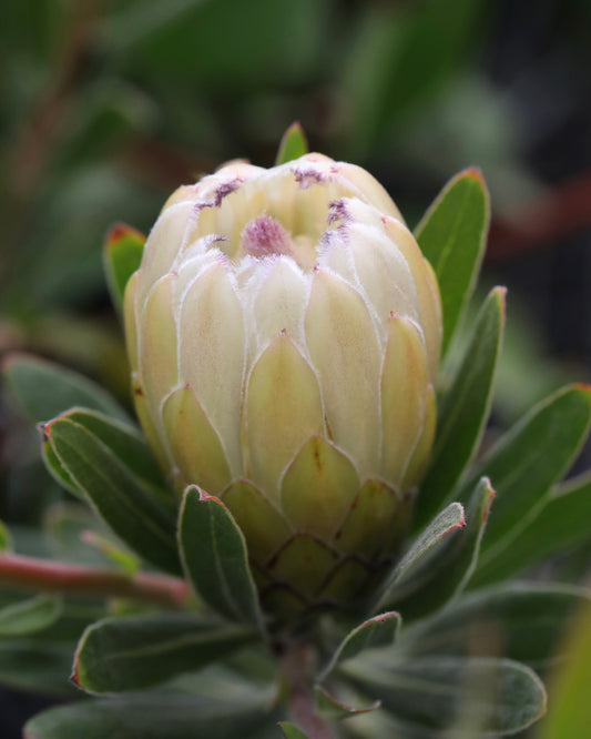 Protea Australis Ice