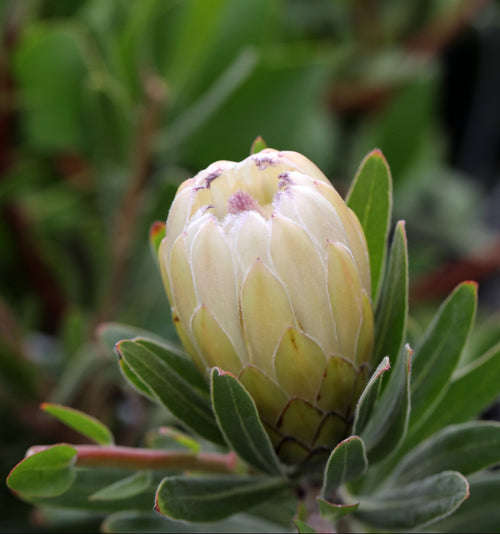 Protea Australis Ice