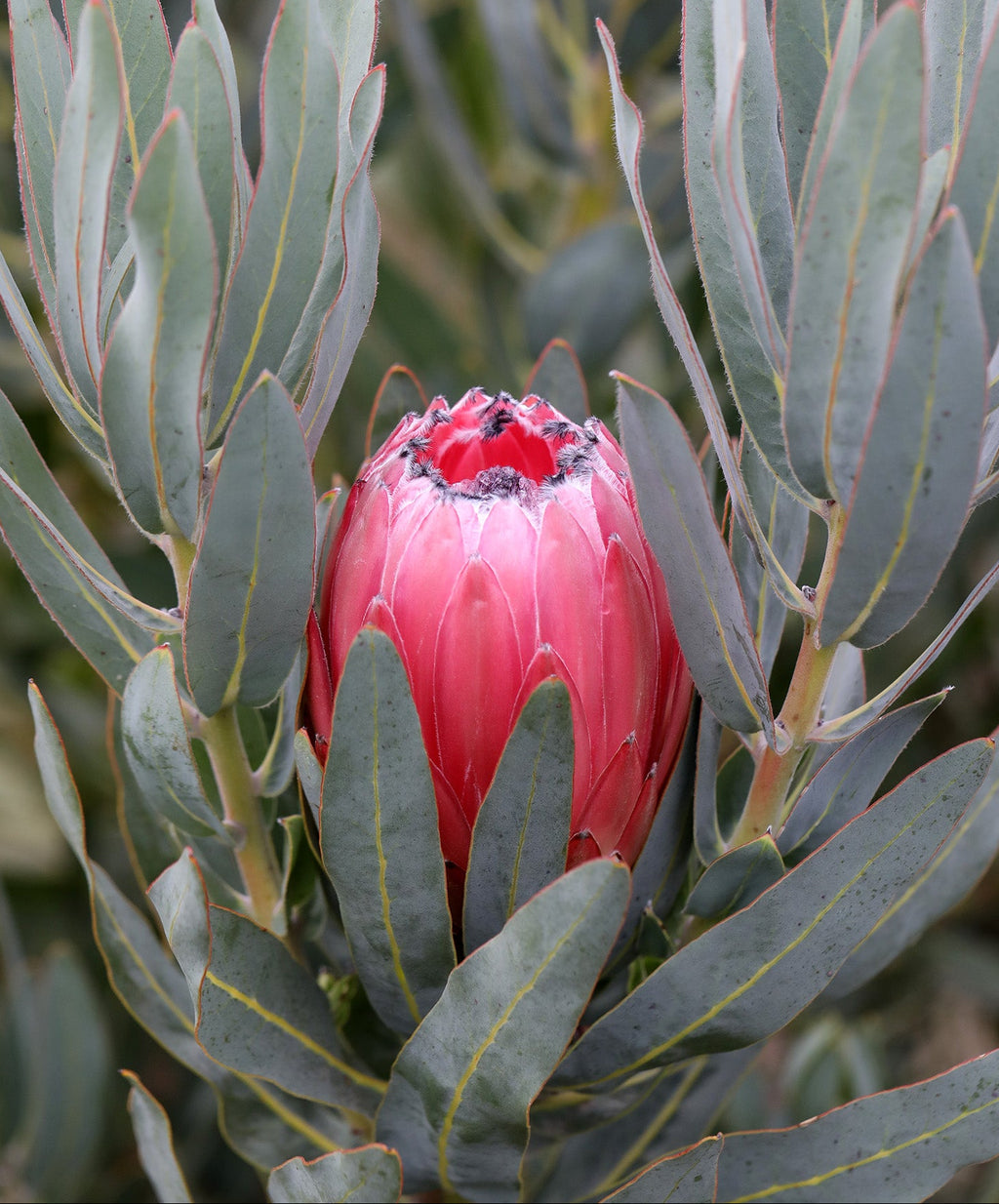 Protea Australis Pink