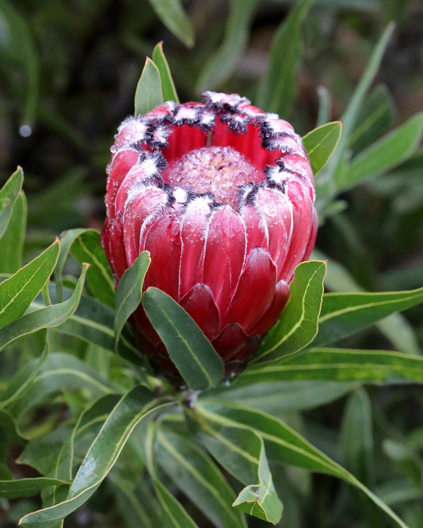 Protea Australis Ruby