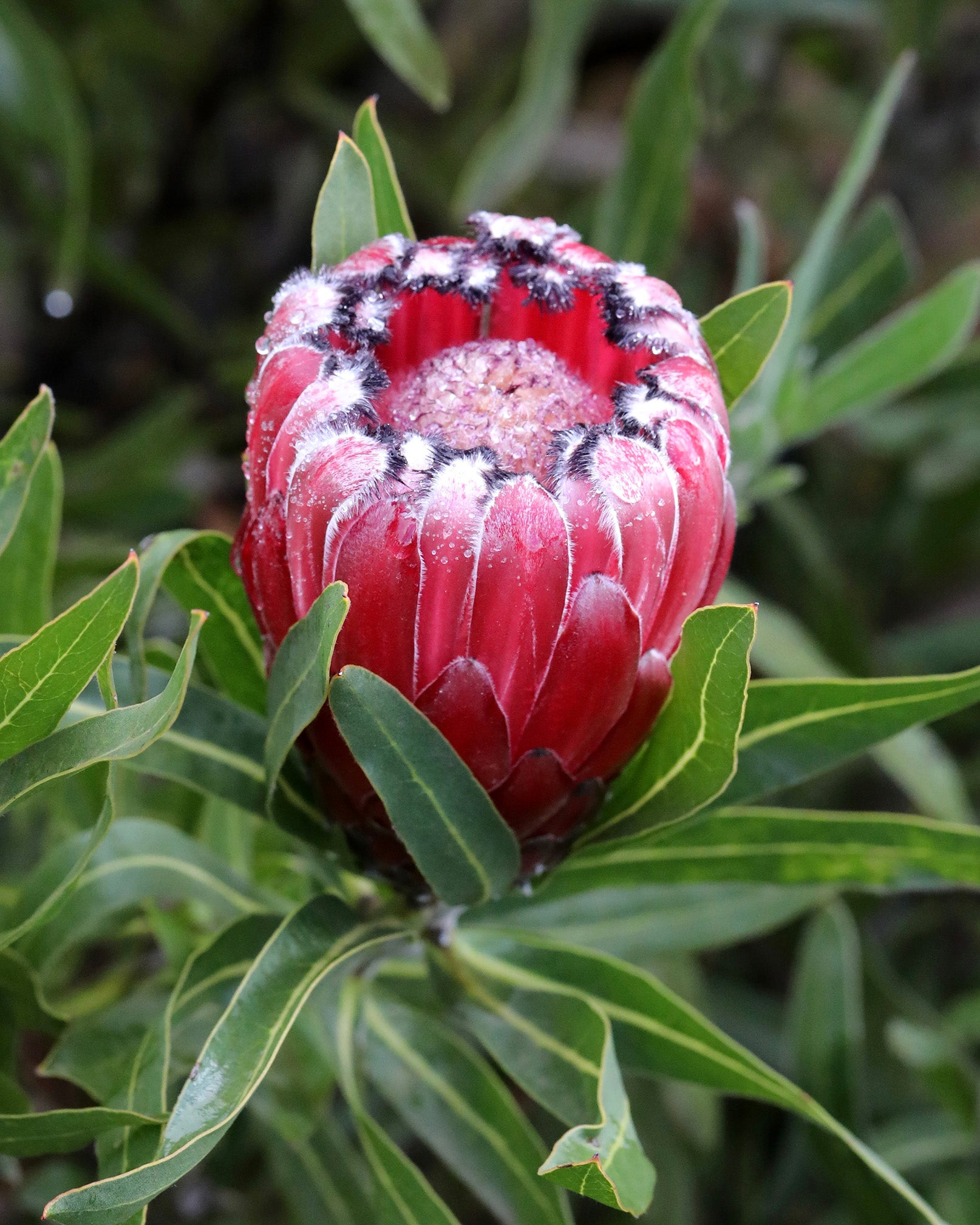 Protea Australis Ruby