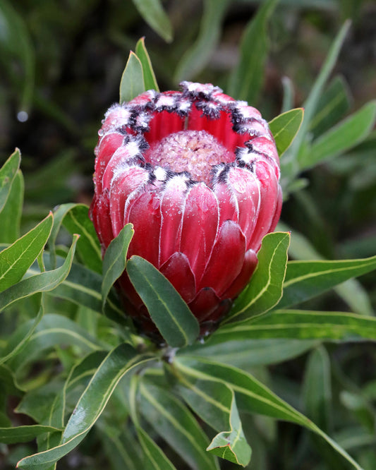 Protea Australis Ruby