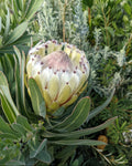 Australis Pearl Protea