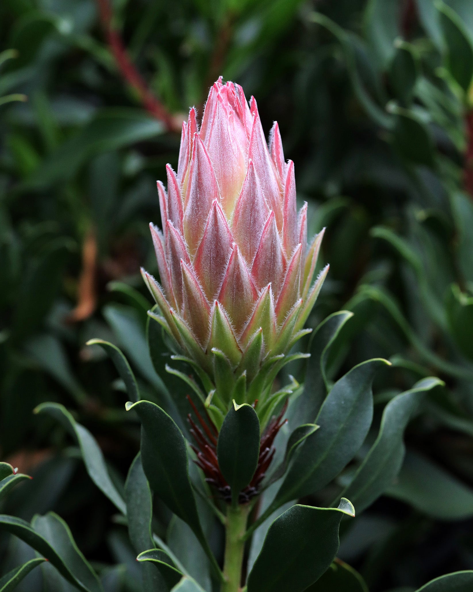 Protea Autumn Prince