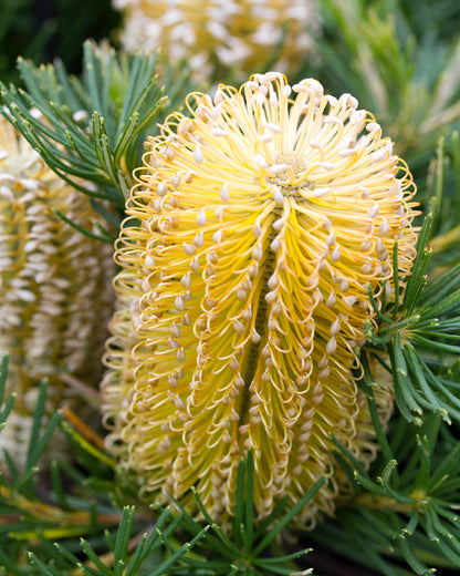 Banksia Birthday Candles