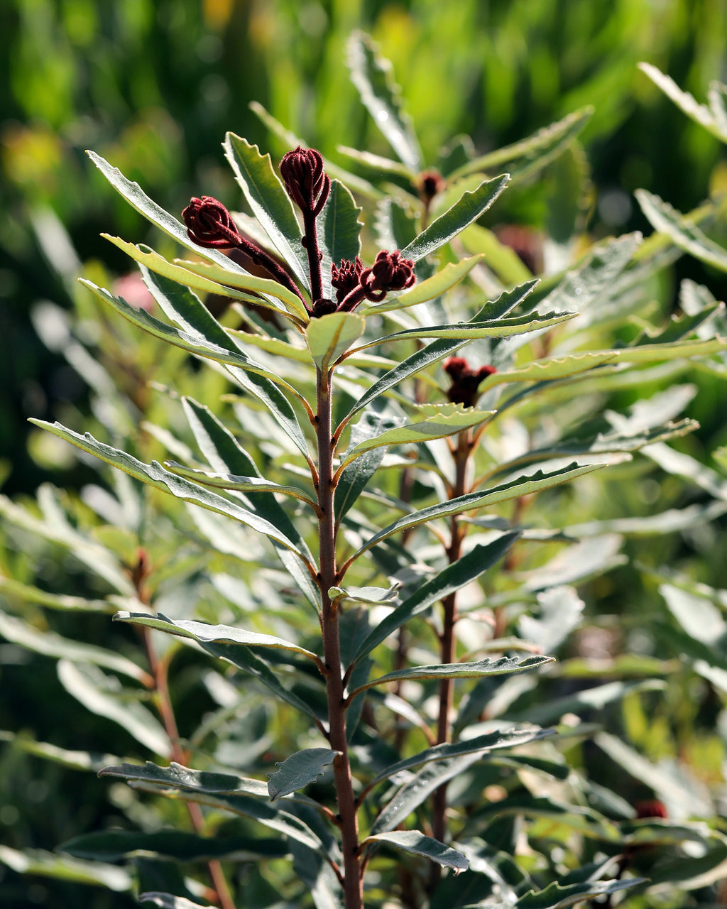 Banksia Hinchinbrook foliage