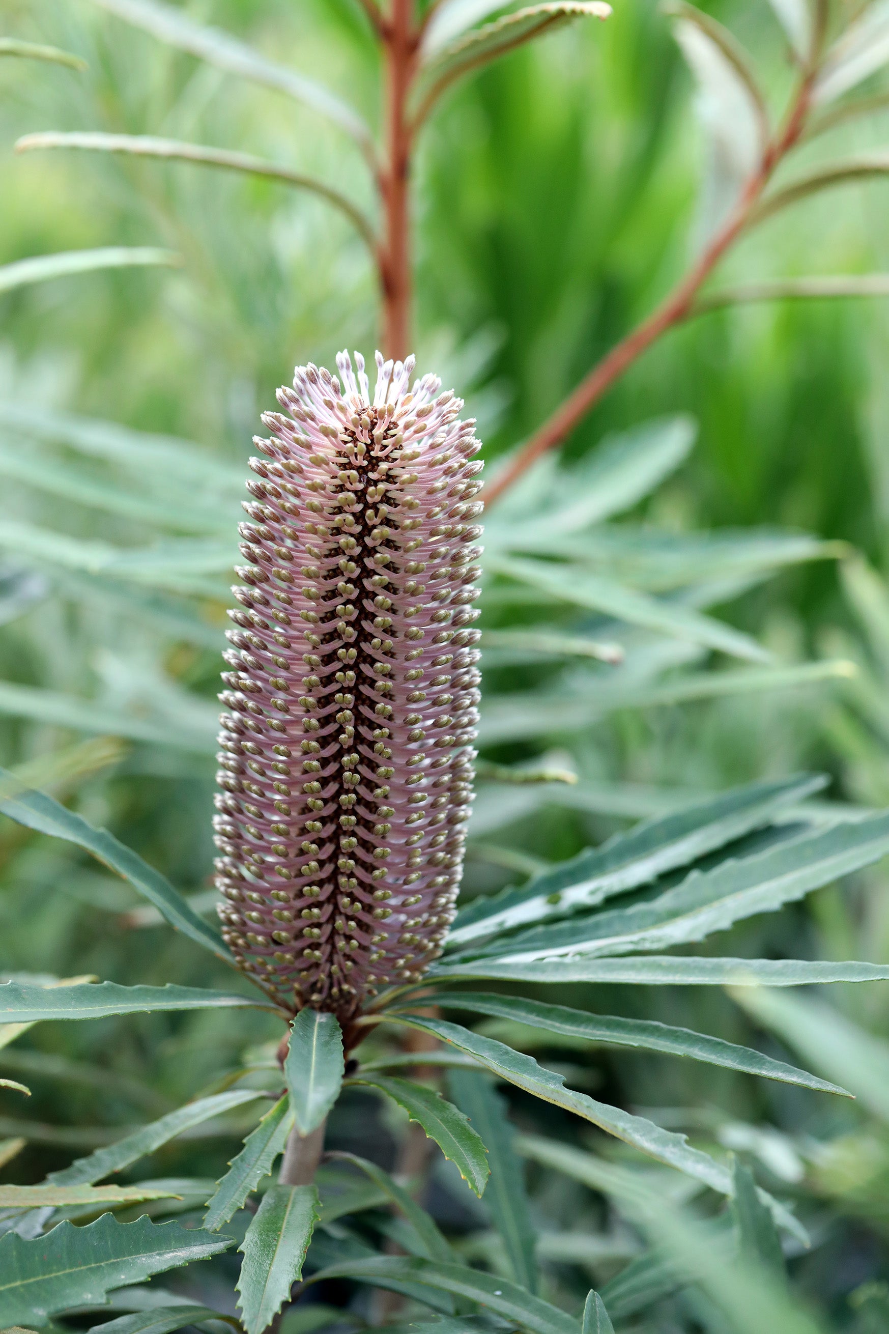 Banksia Hinchinbrook flower