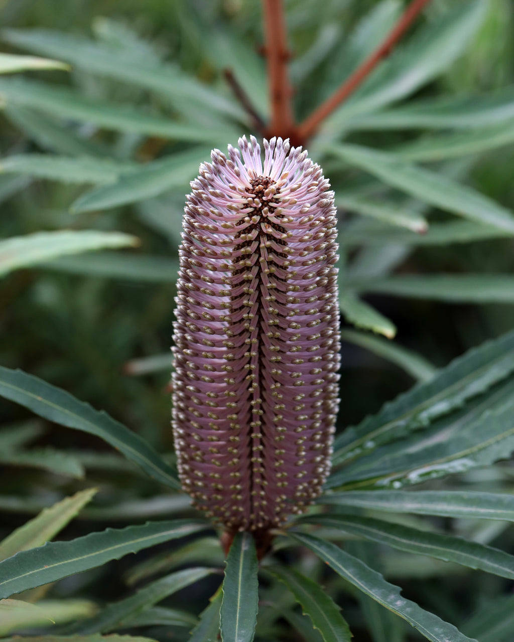 Banksia Hinchinbrook