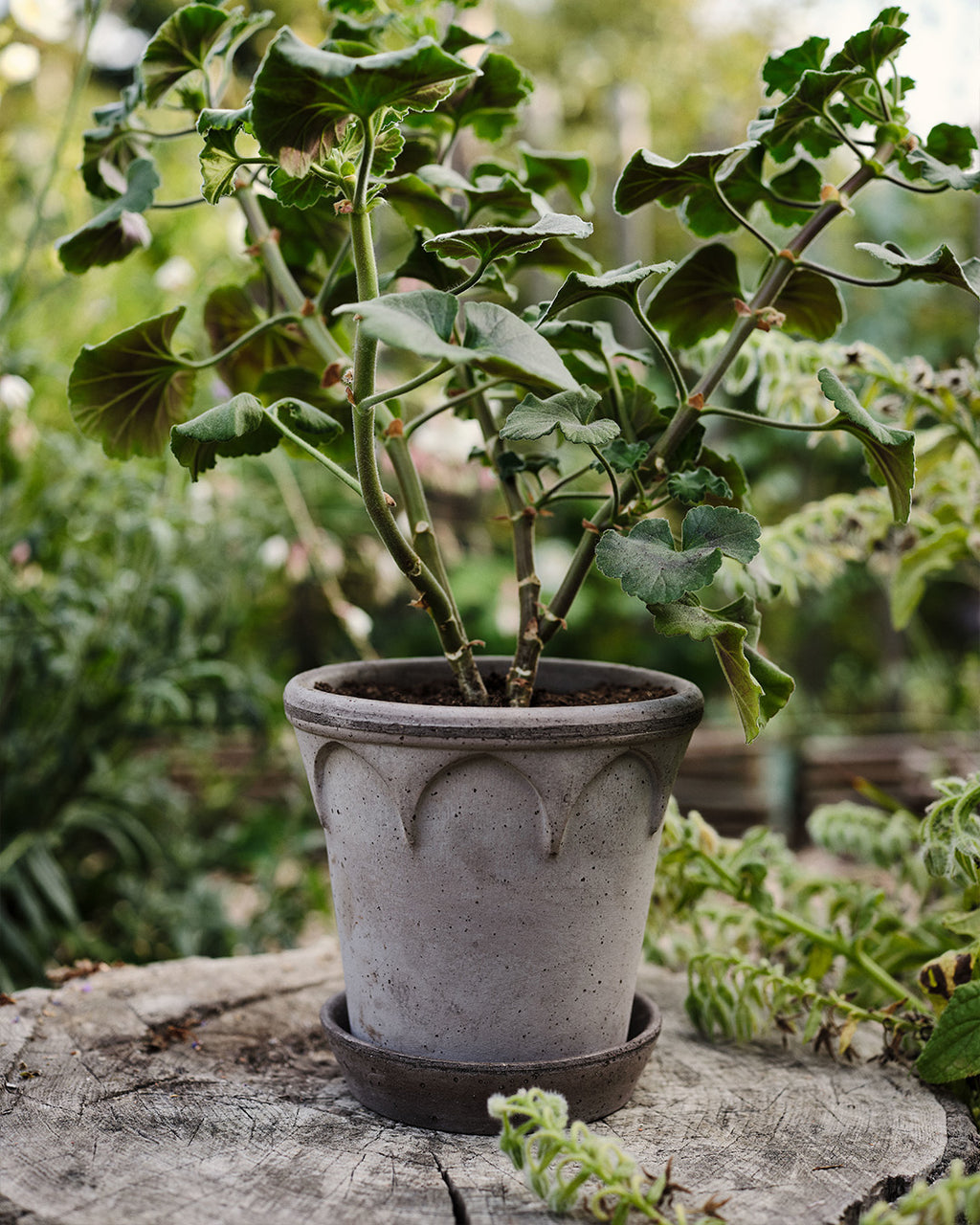 Bergs Potter Elizabeth Pot Grey Terracotta