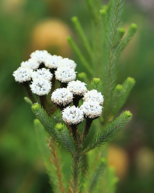 Berzelia Buttonbush Lime