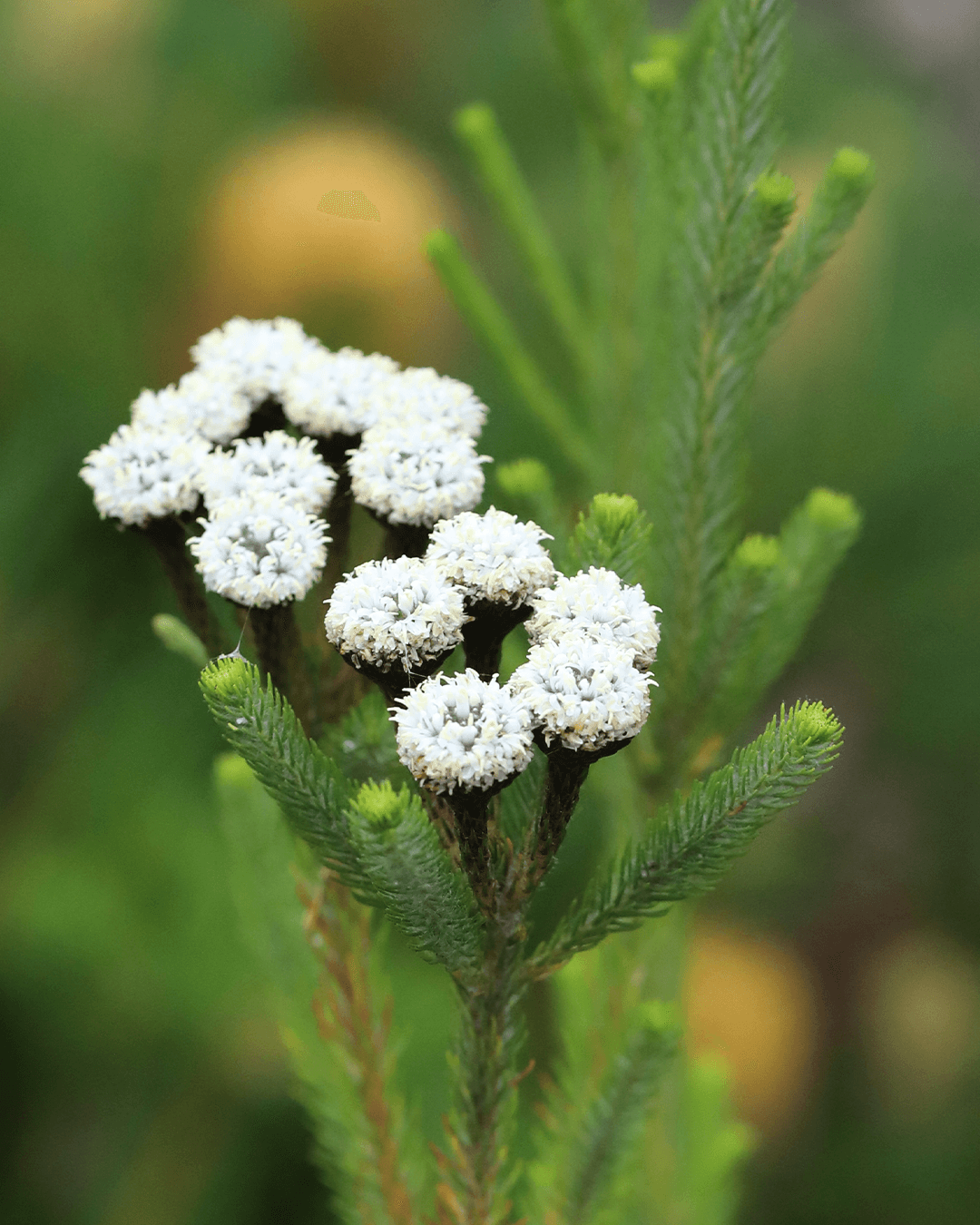 Berzelia Buttonbush Lime