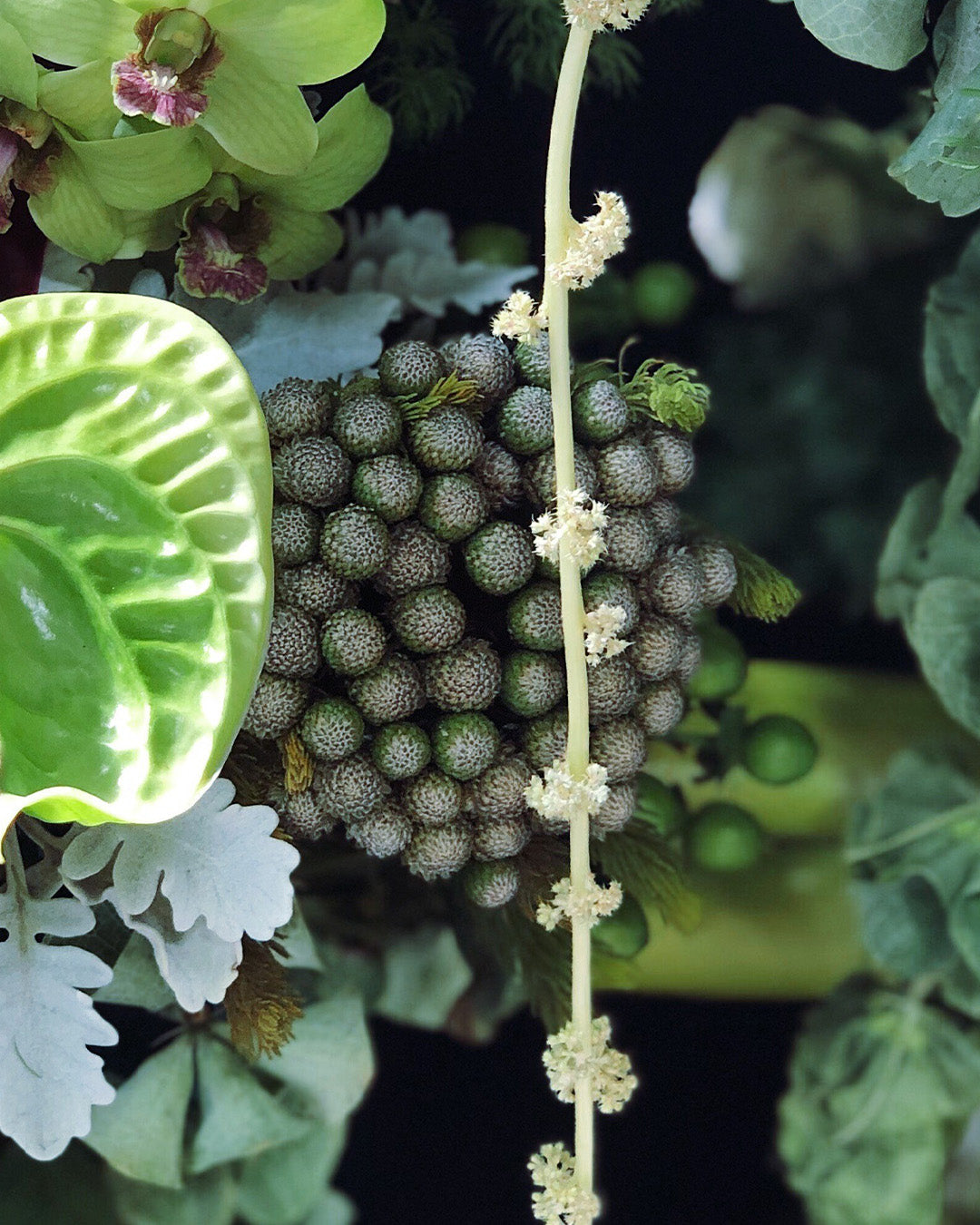 Berzelia Buttonbush Lime