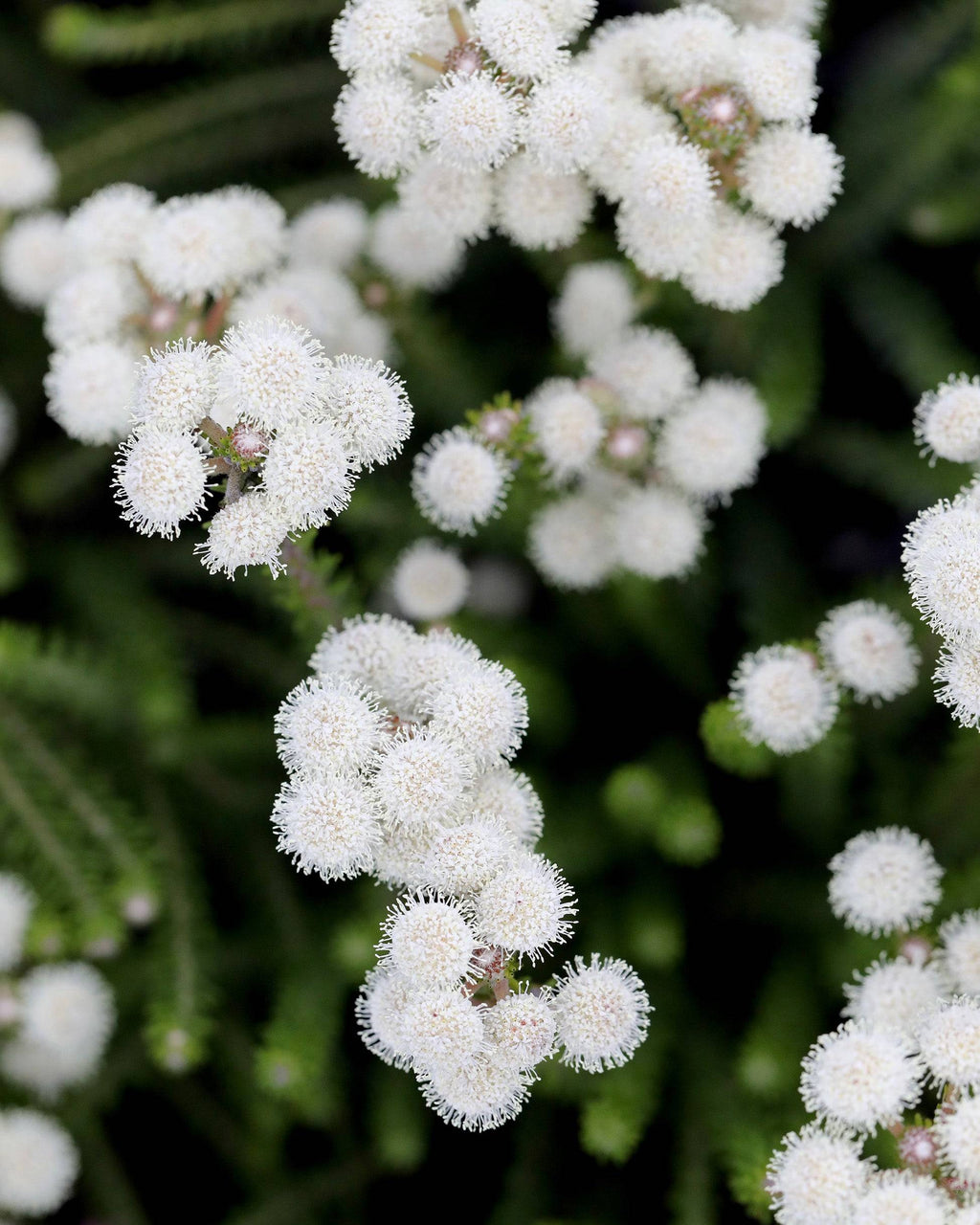 Berzelia Buttonbush Rose