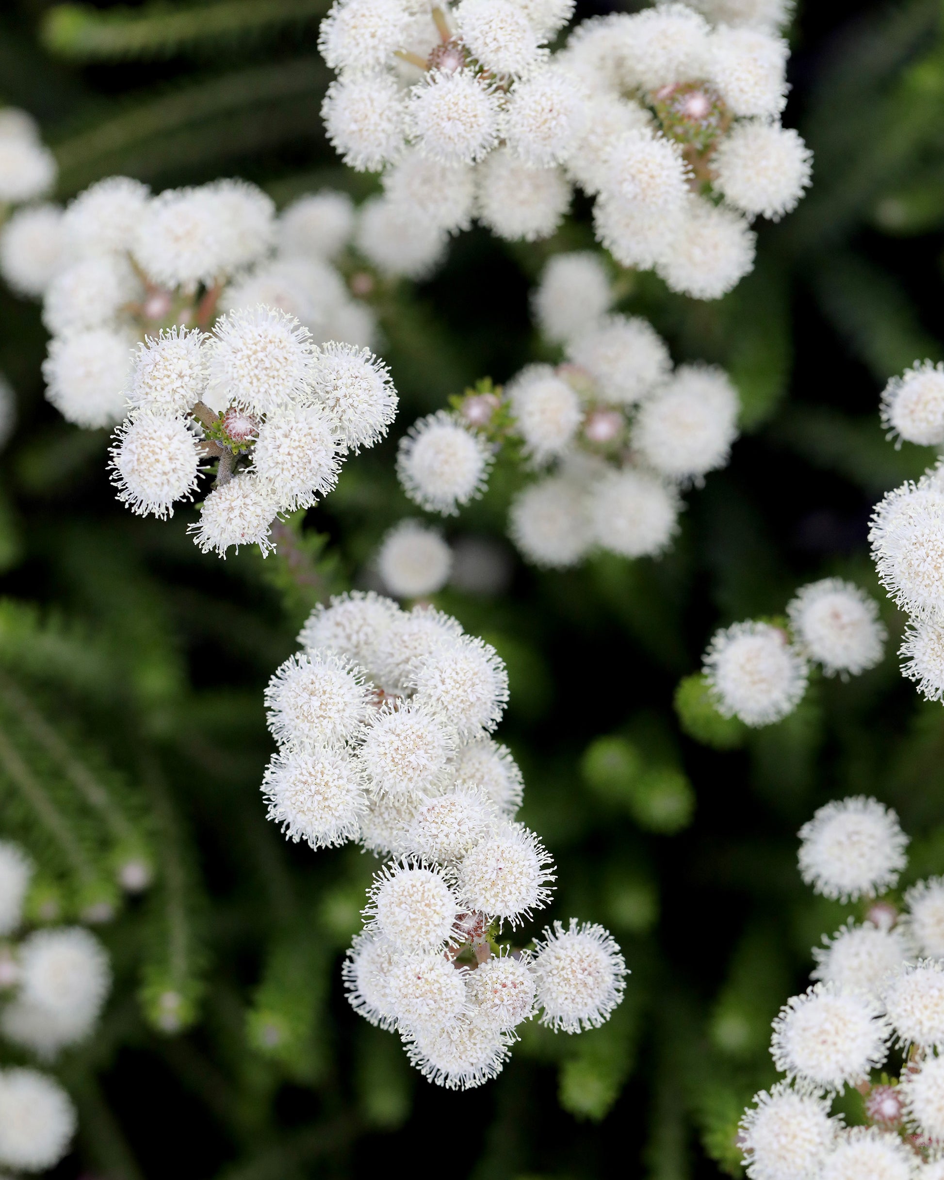 Berzelia Buttonbush Rose