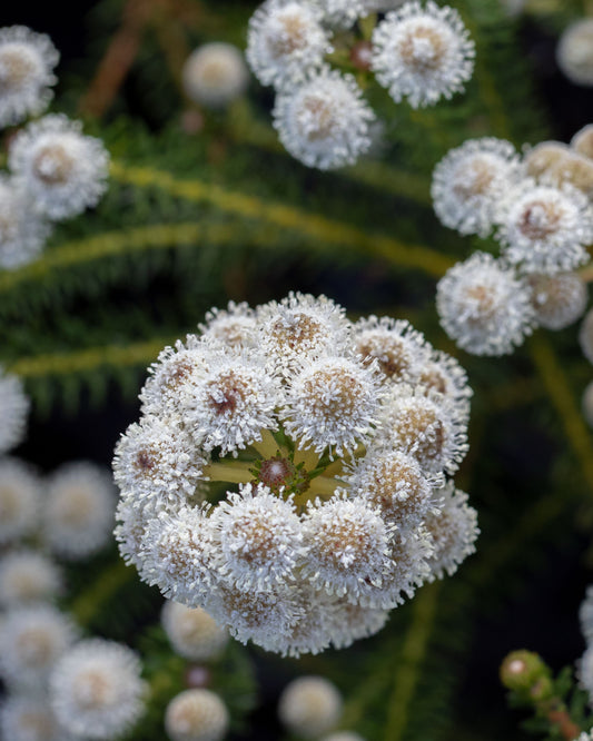 Berzelia Buttonbush Rose