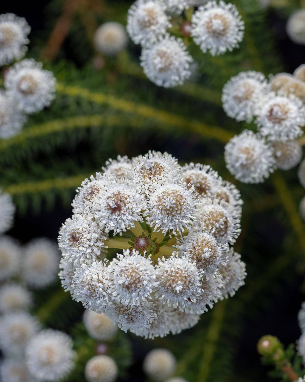 Berzelia Buttonbush Rose
