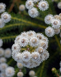 Berzelia Buttonbush Rose