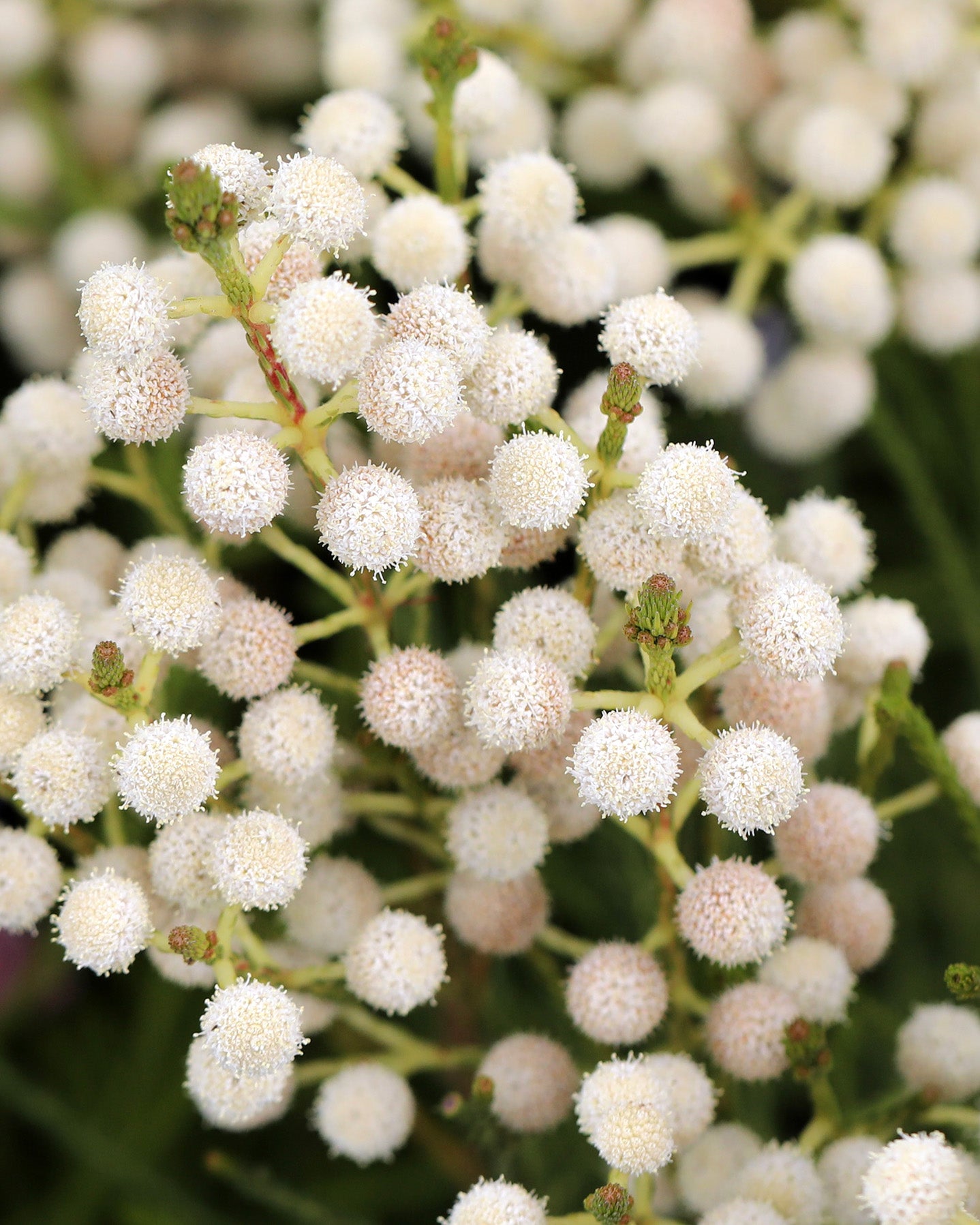 Berzelia Buttonbush Snow