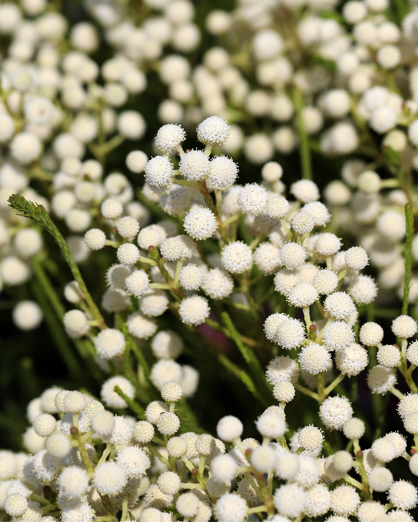 Berzelia Buttonbush Snow
