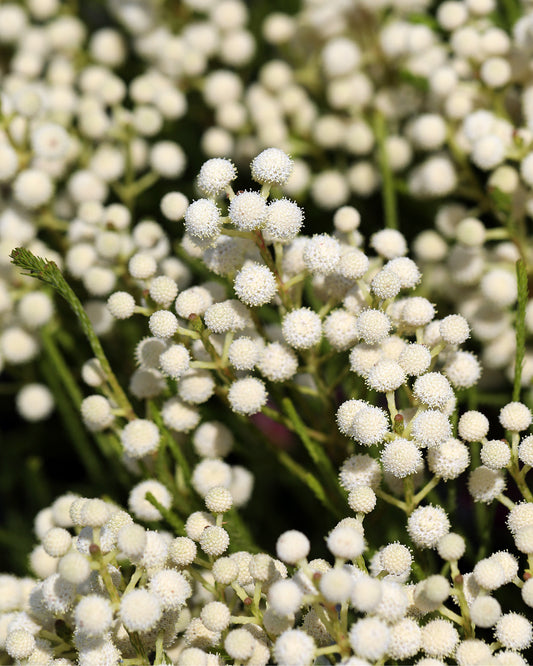 Berzelia Buttonbush Snow