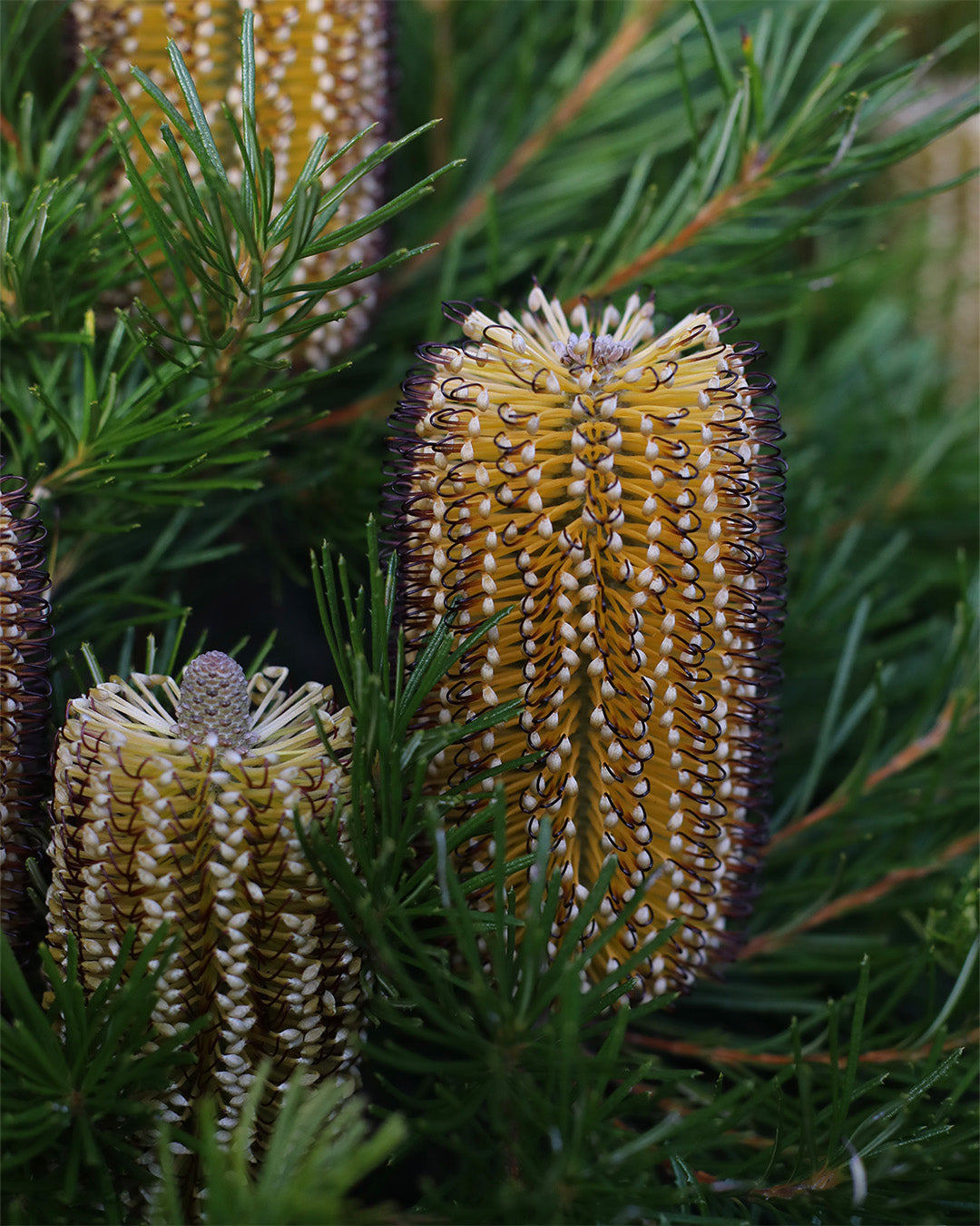 Banksia Birthday Candles
