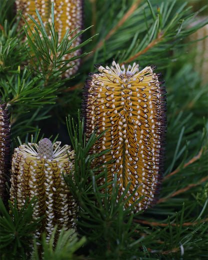 Banksia Birthday Candles