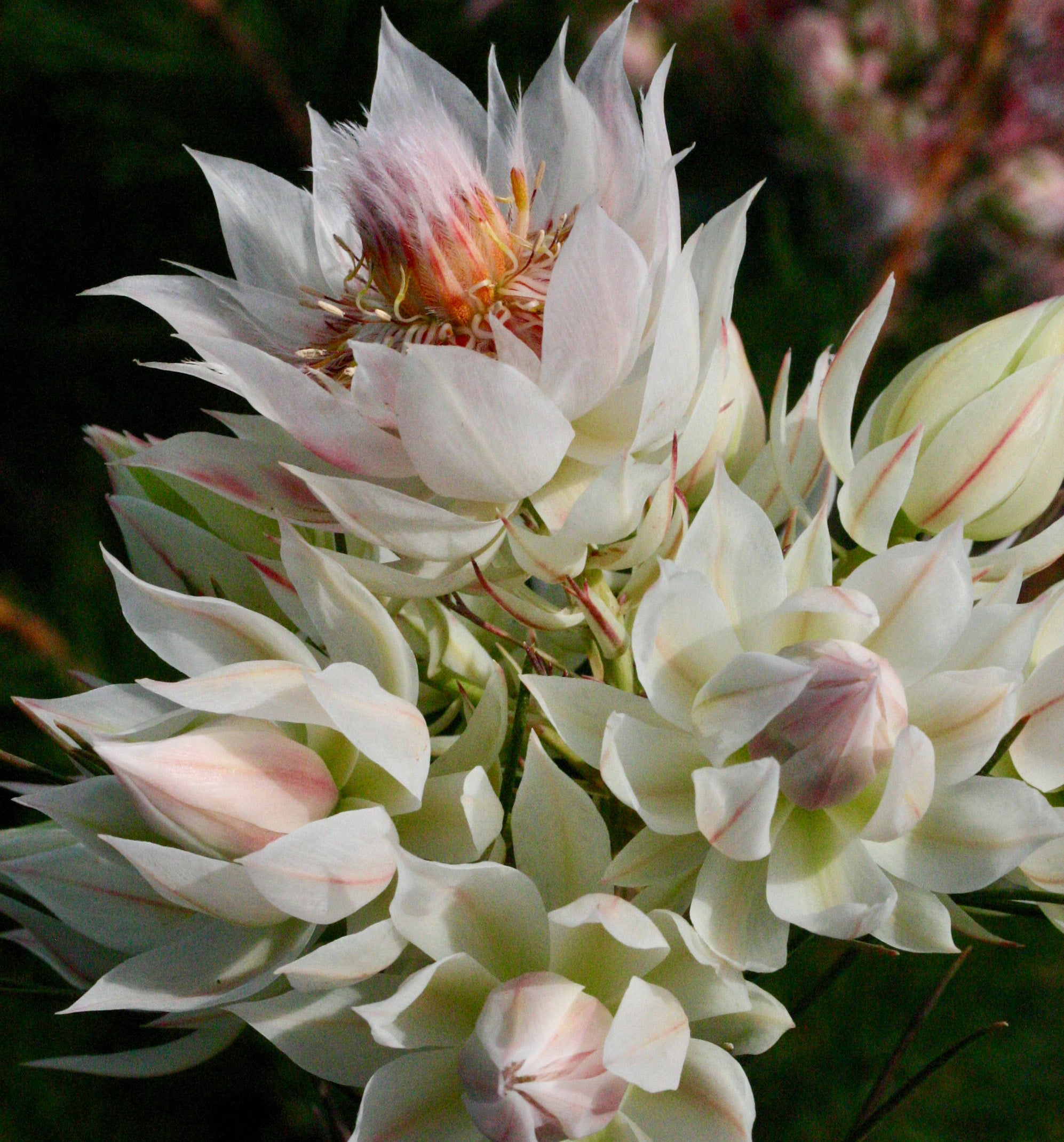 Serruria Blushing Bride