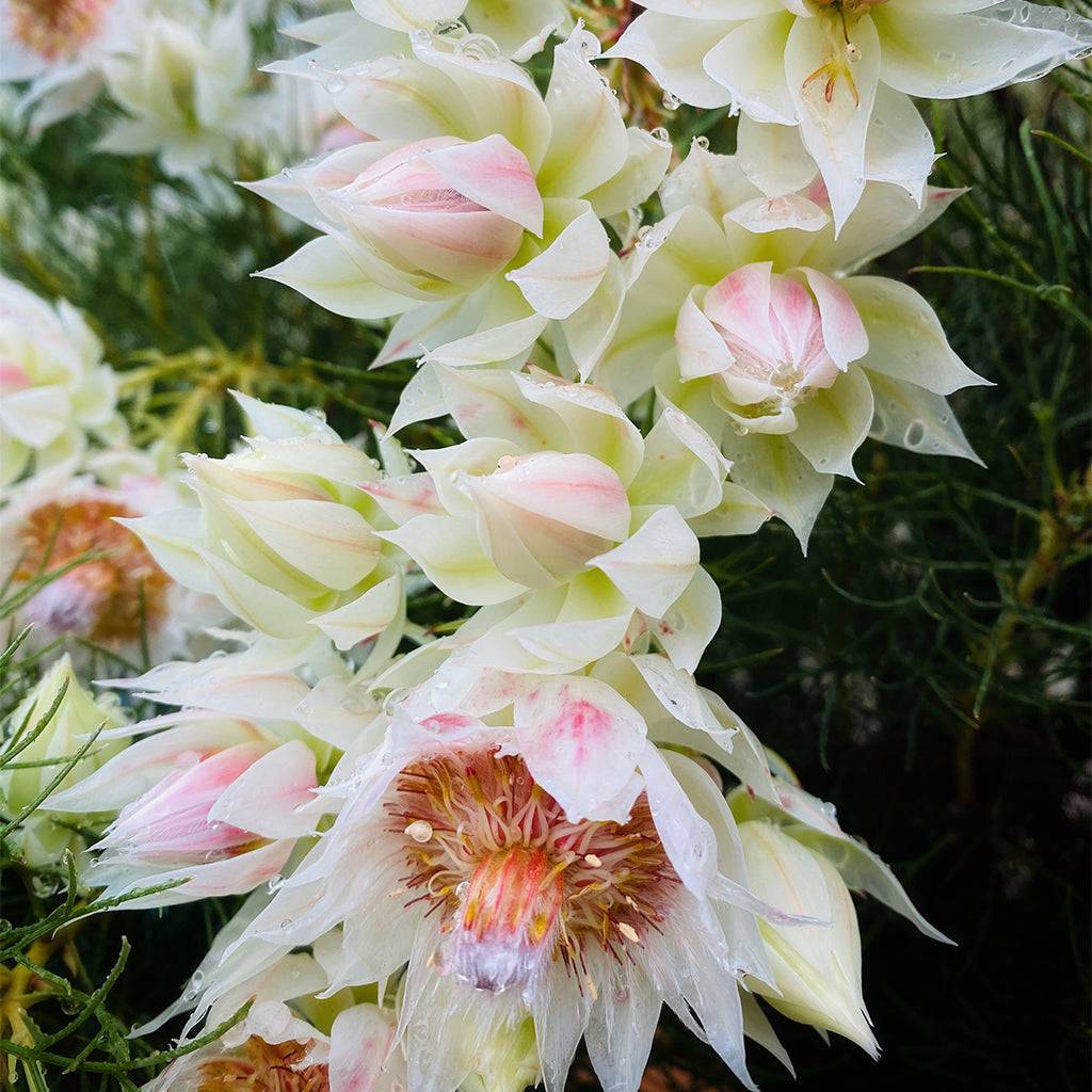 Serruria Blushing Bride