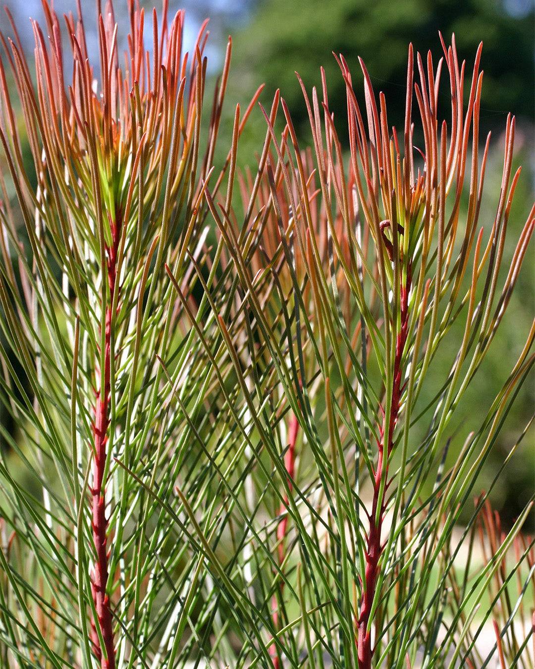 Aulax cancellata ‘Bronze Haze’