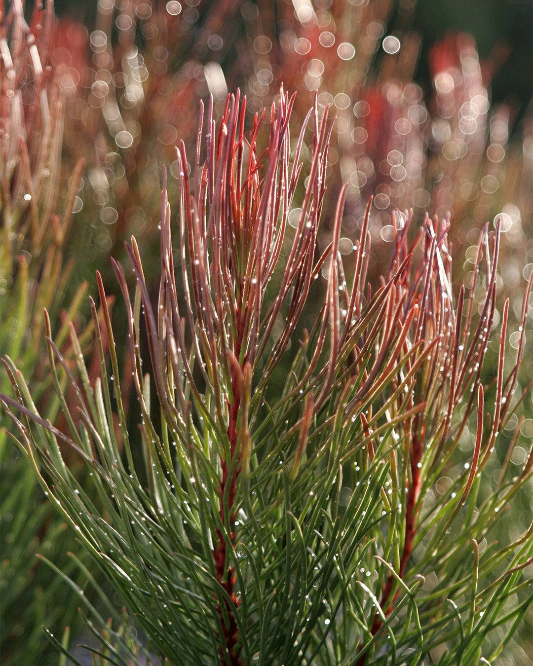 Aulax cancellata ‘Bronze Haze’