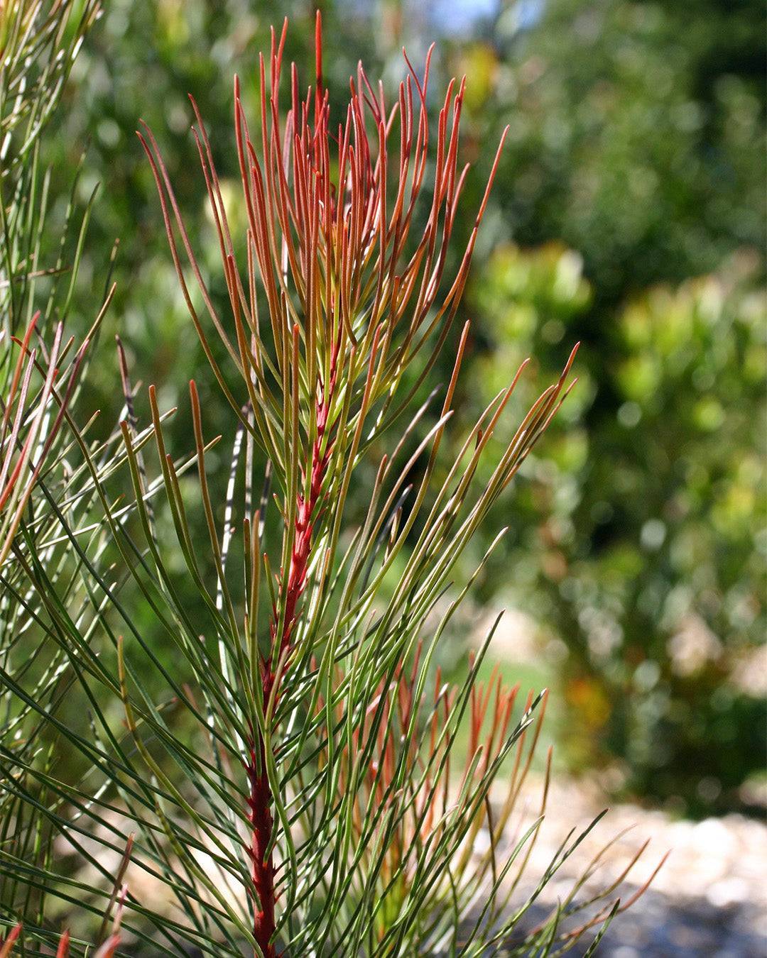 Aulax cancellata ‘Bronze Haze’