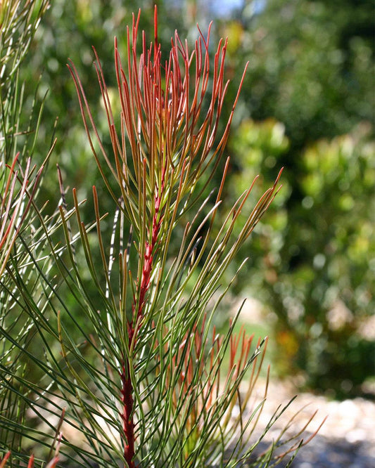 Aulax cancellata ‘Bronze Haze’