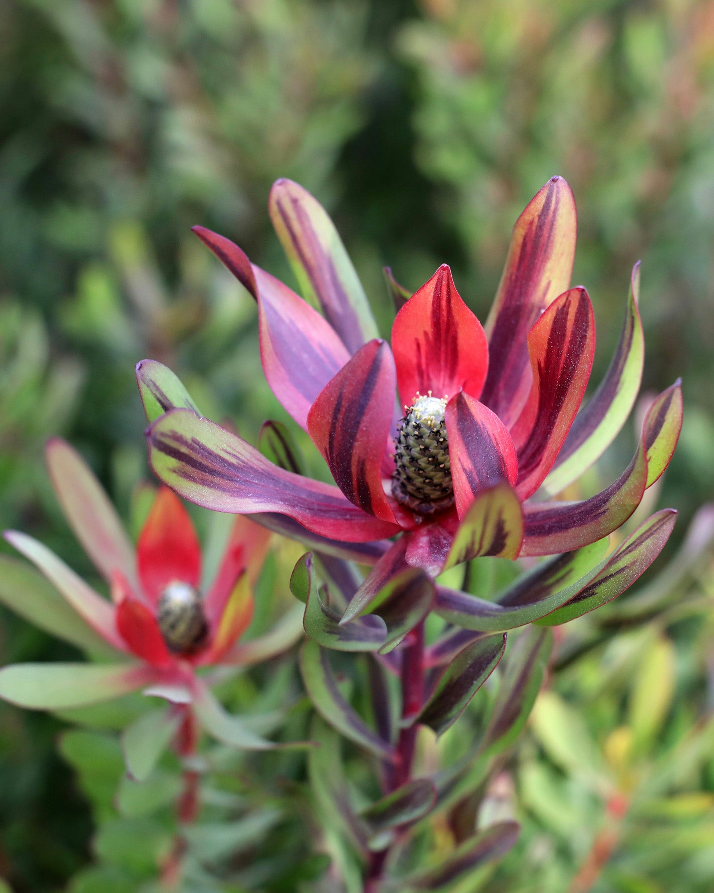 Leucadendron Burgundy Blaze