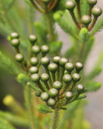 Berzelia Buttonbush Lime