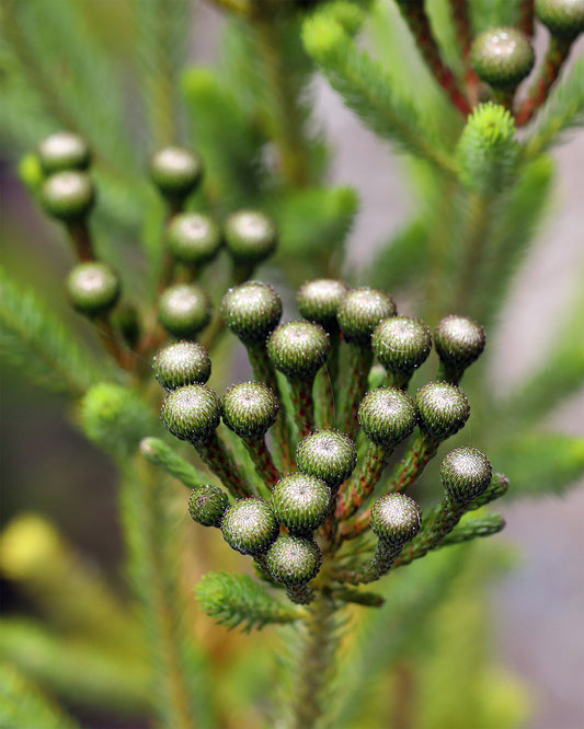Berzelia Buttonbush Lime