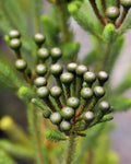 Berzelia Buttonbush Lime