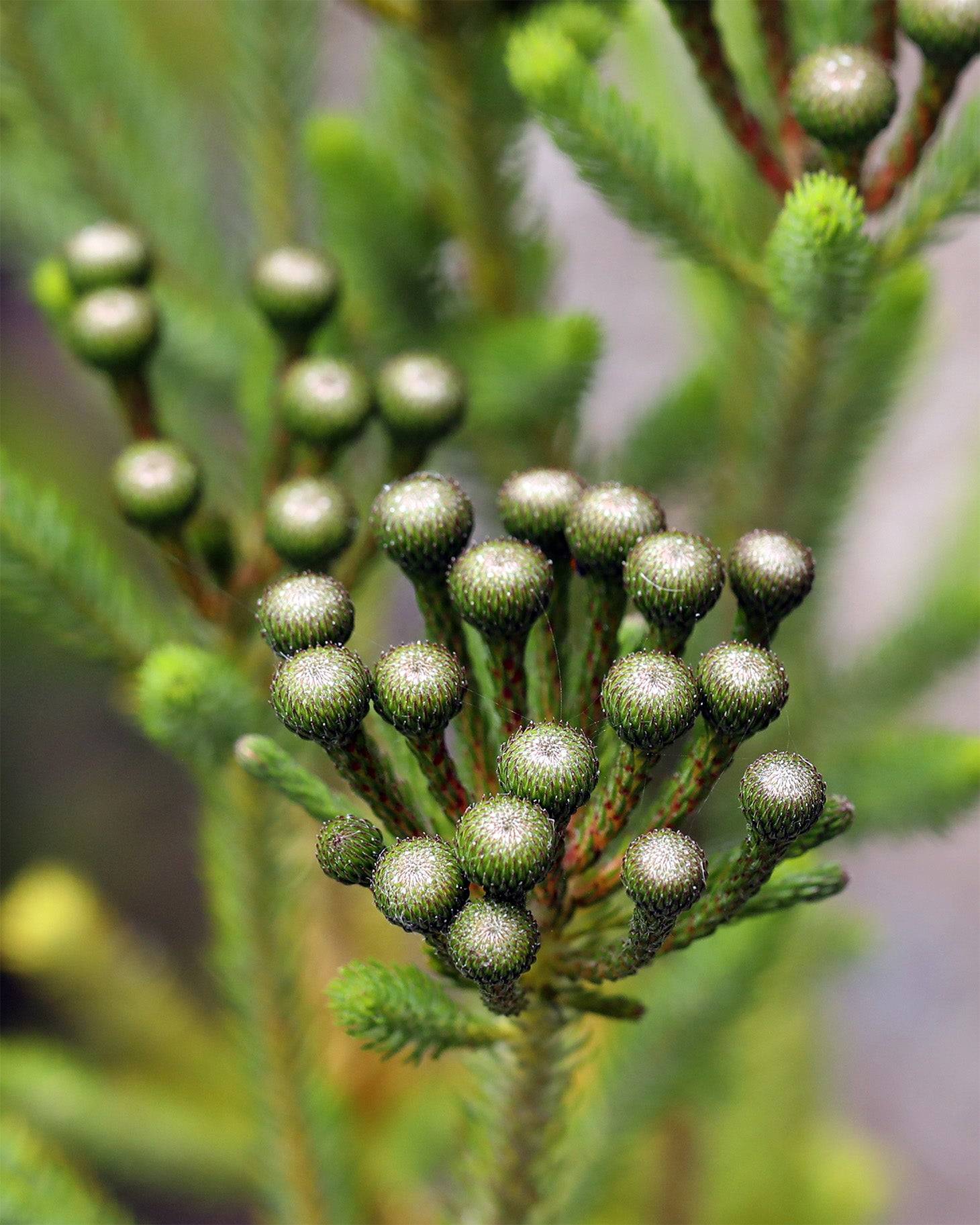 Berzelia Buttonbush Lime