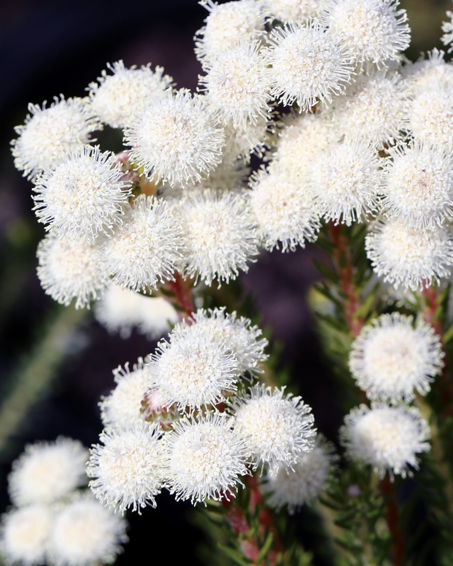 Berzelia Buttonbush Rose