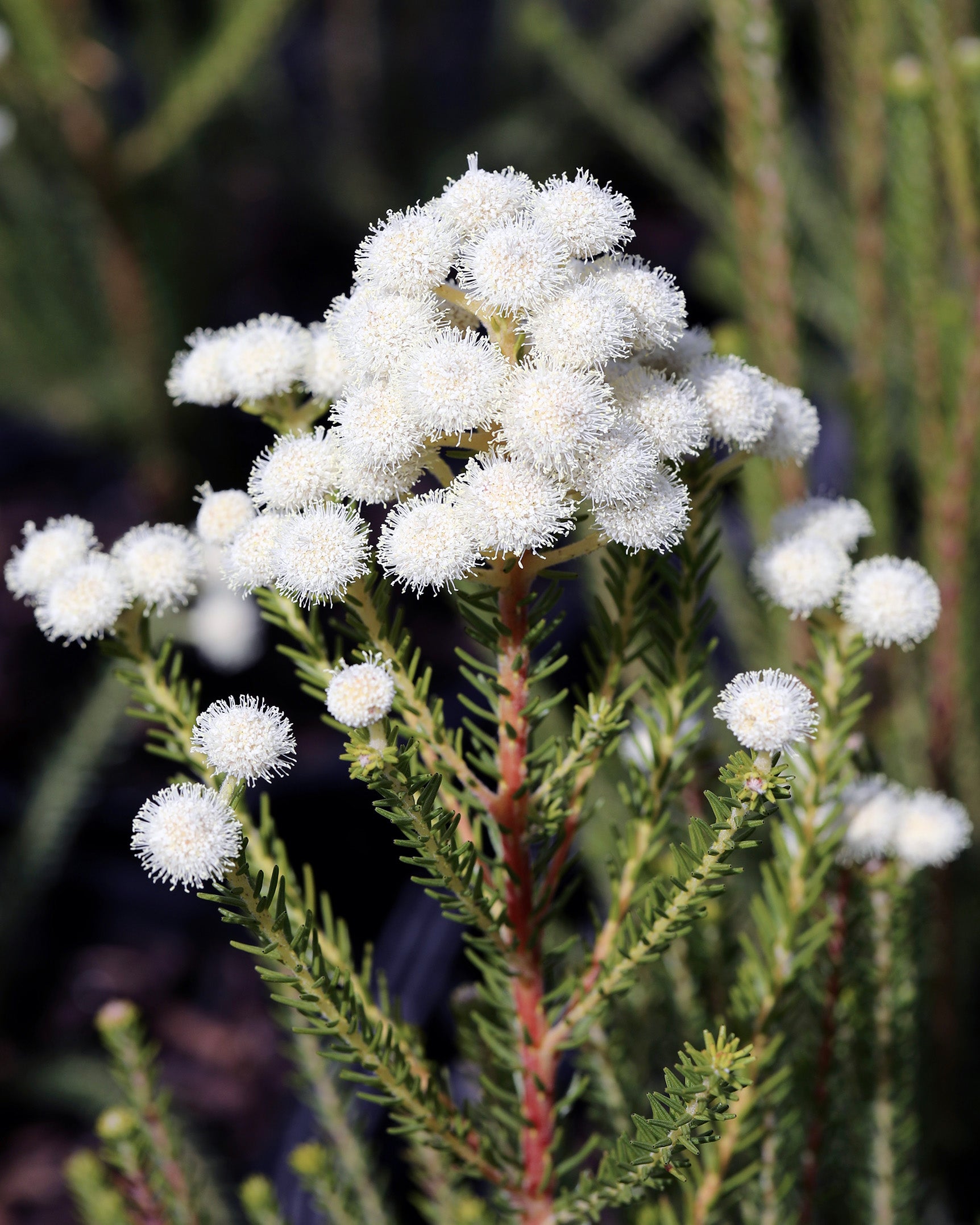 Berzelia Buttonbush Rose