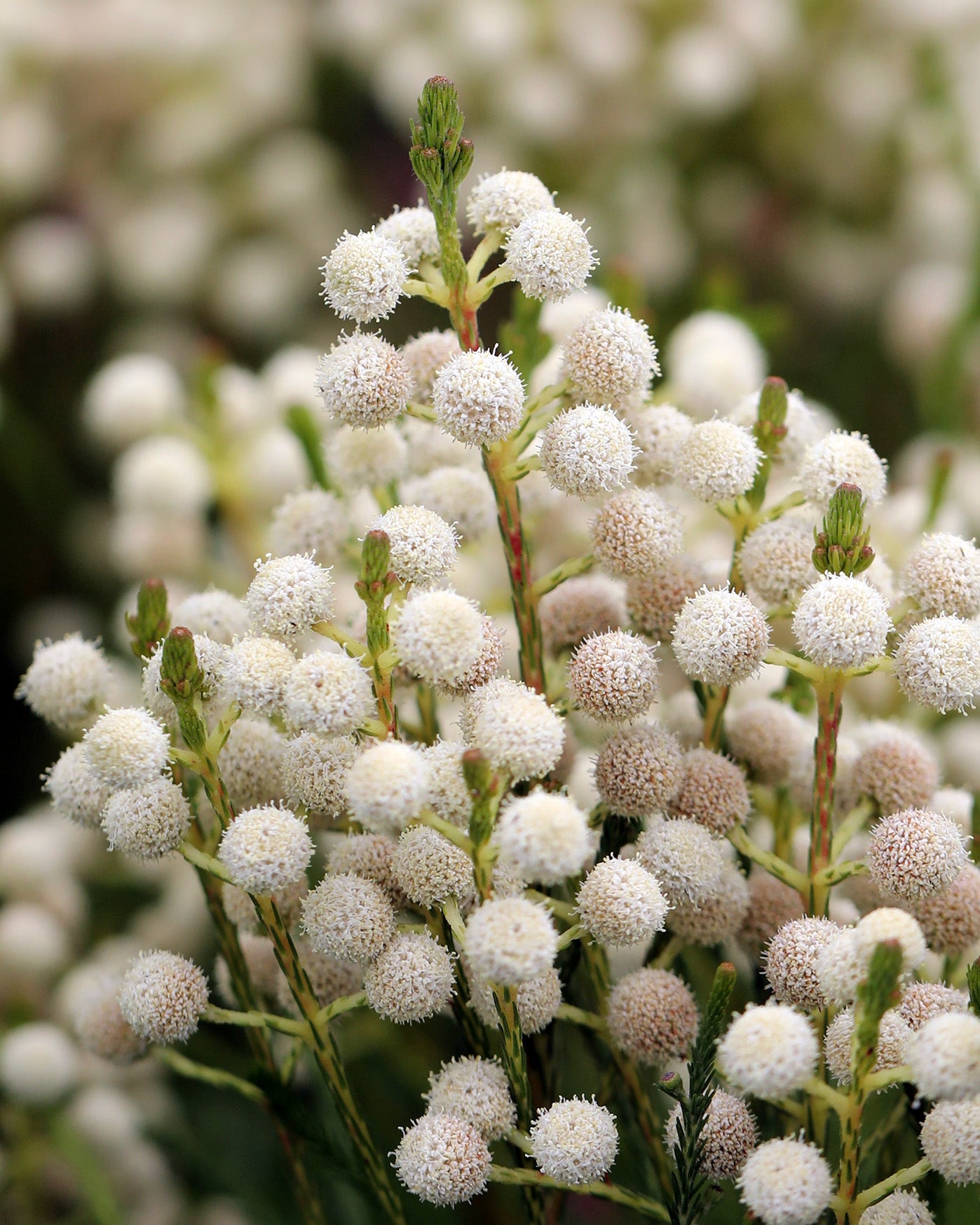 Berzelia Buttonbush Snow