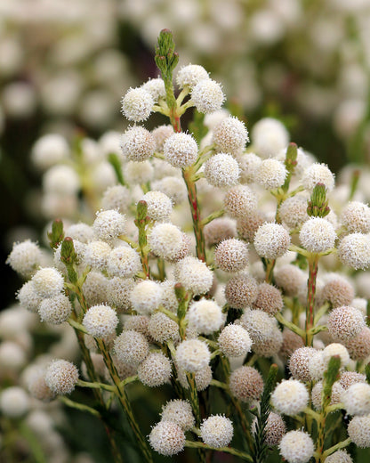 Berzelia Buttonbush Snow