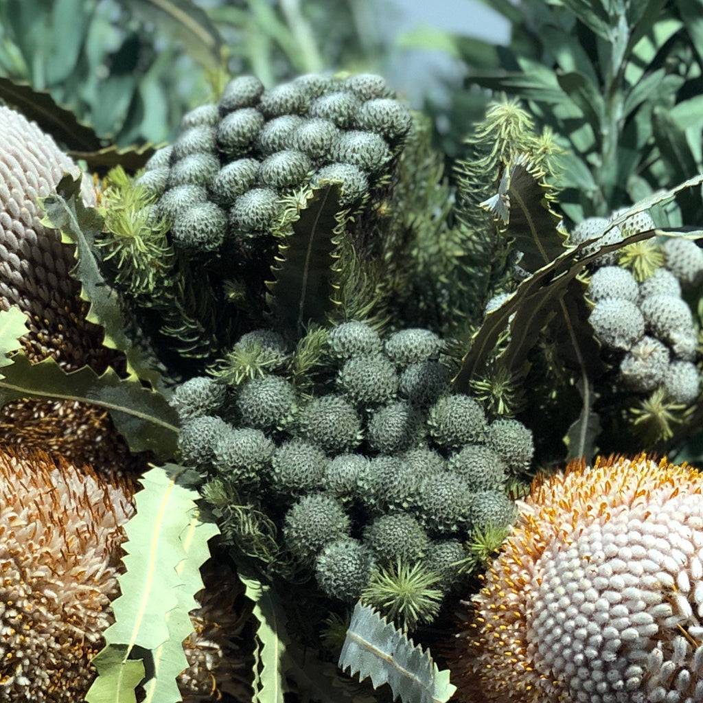 Berzelia Buttonbush Lime