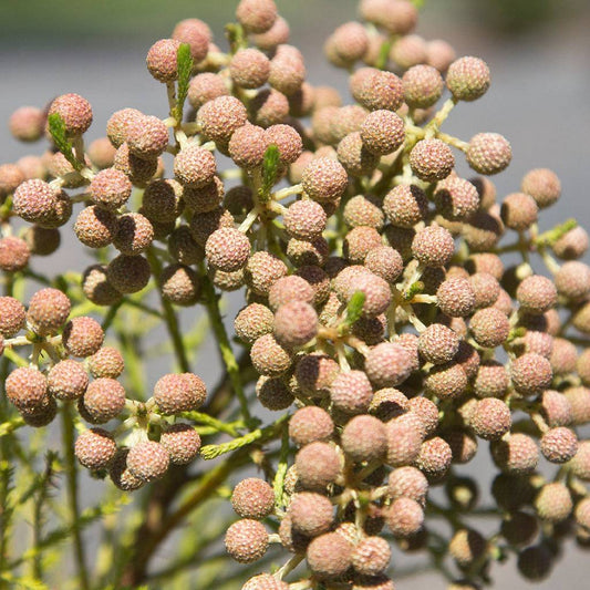 Berzelia Buttonbush Rose