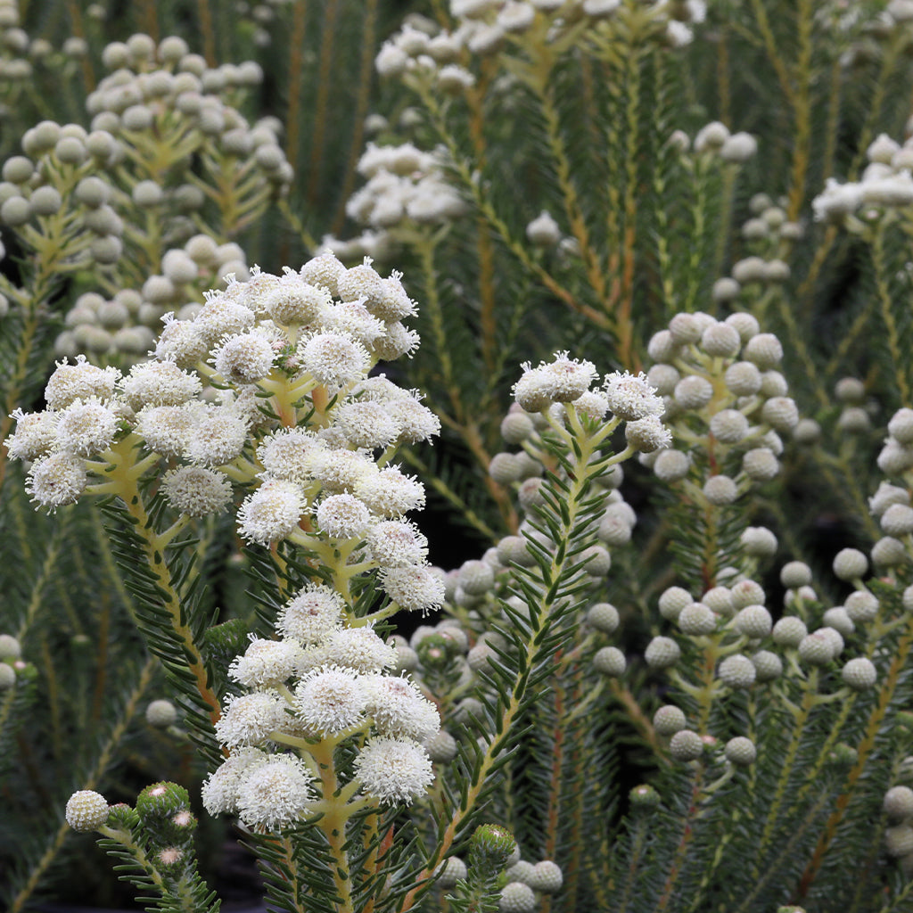Berzelia Buttonbush Snow